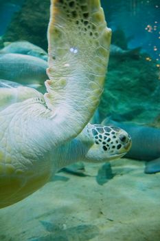 Green sea turtle swimming gracefully in crystal clear water, showcasing intricate shell patterns.