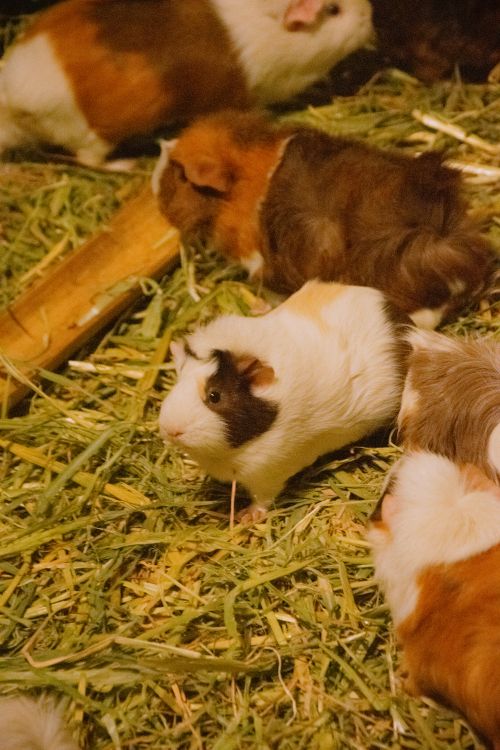 Free Cute guinea pigs munching on hay, showcasing their natural habitat. Stock Photo