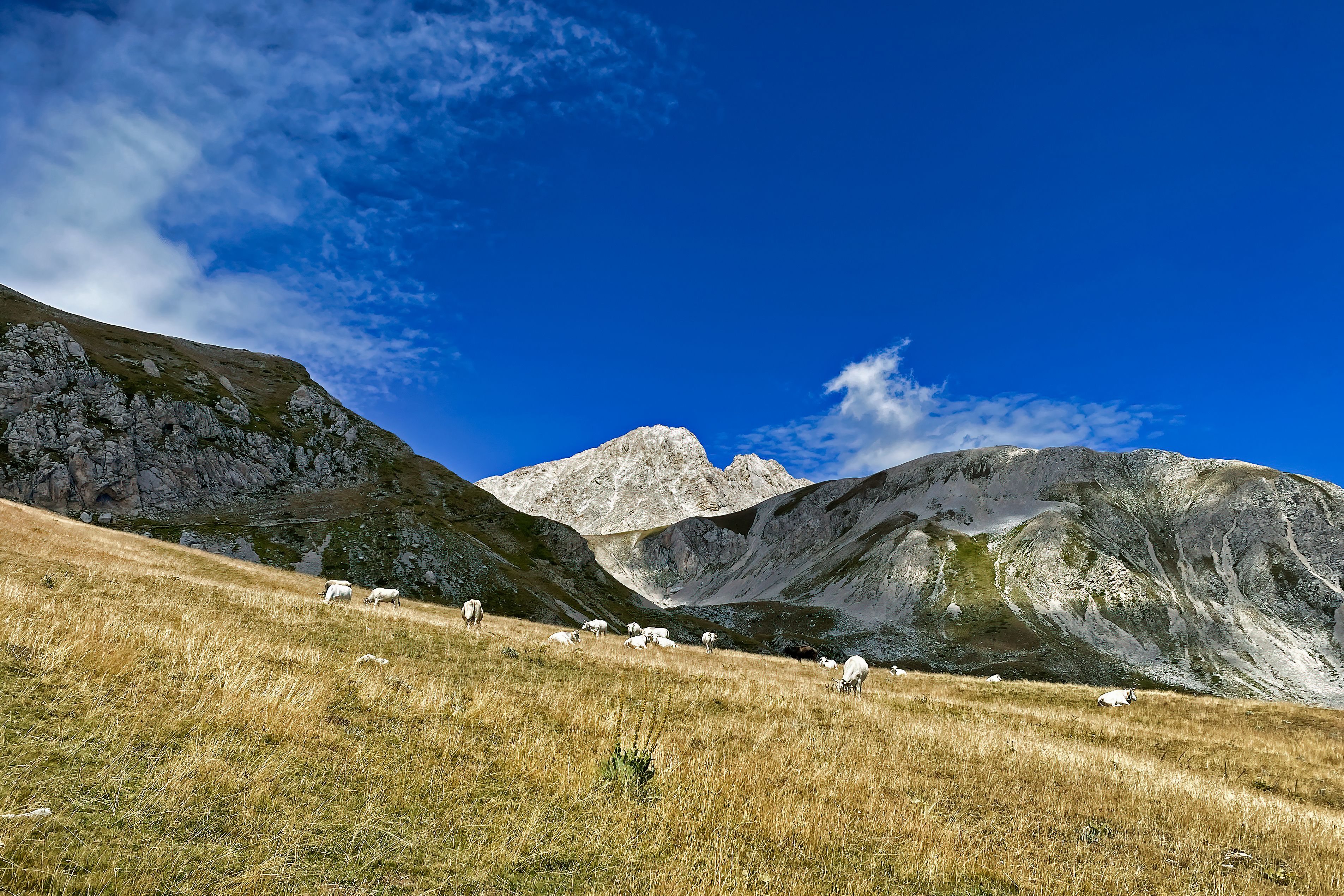 Scenic Mountain Landscape with Grazing Sheep · Free Stock Photo