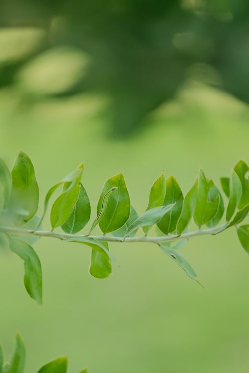 Free Detailed shot of green leaves on a branch with a blurred background, perfect for nature themes. Stock Photo
