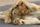 lion cub
