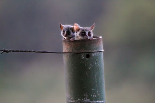 Free Adorable bush babies curiously peeking from a metal pipe in a wildlife setting. Stock Photo