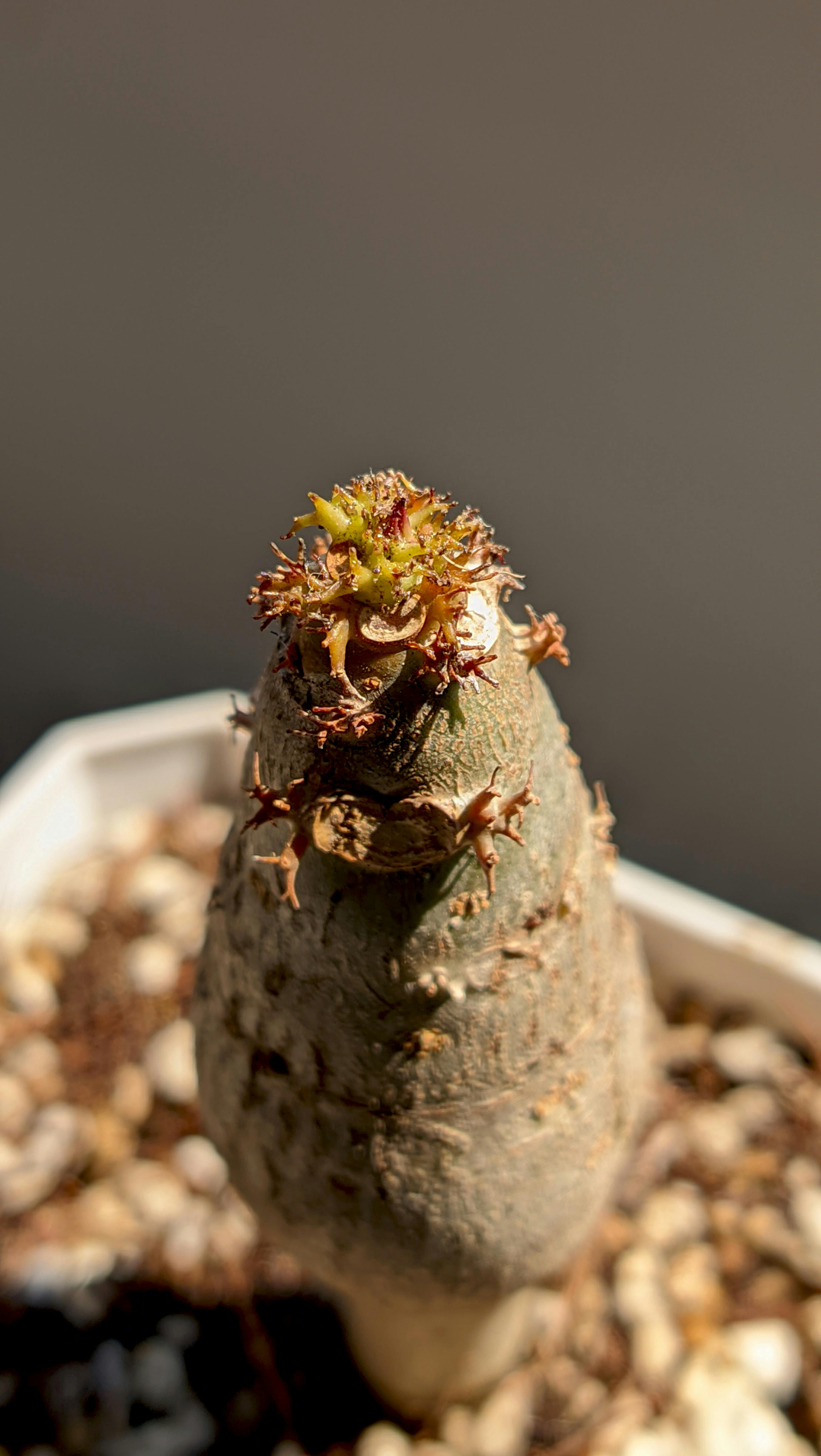 Vista detalhada de um rebento de Dioscorea elephantipes num vaso, exibindo texturas únicas.