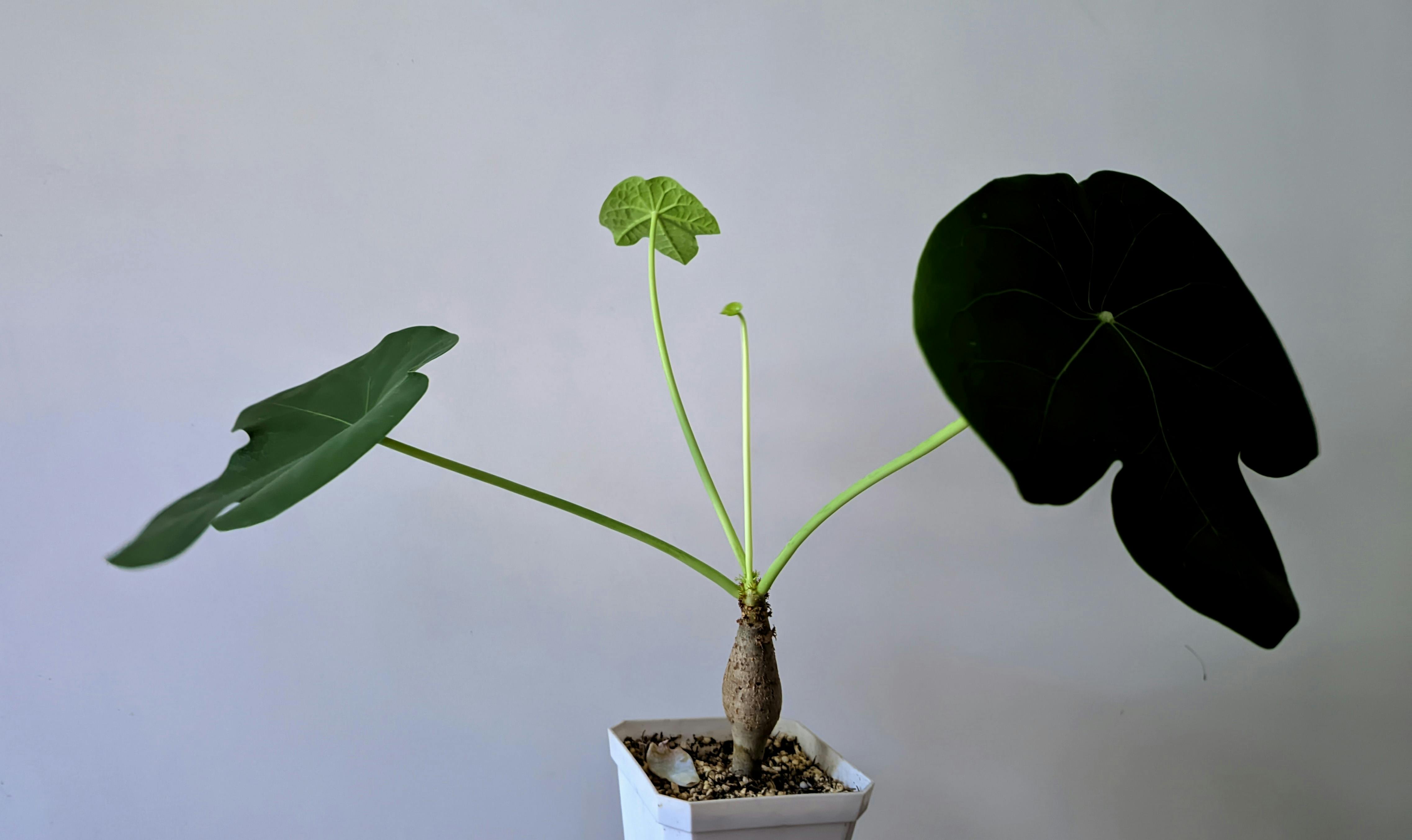 The Secret Life of 'Fat' Houseplants: Why Your Plant Isn't Dead