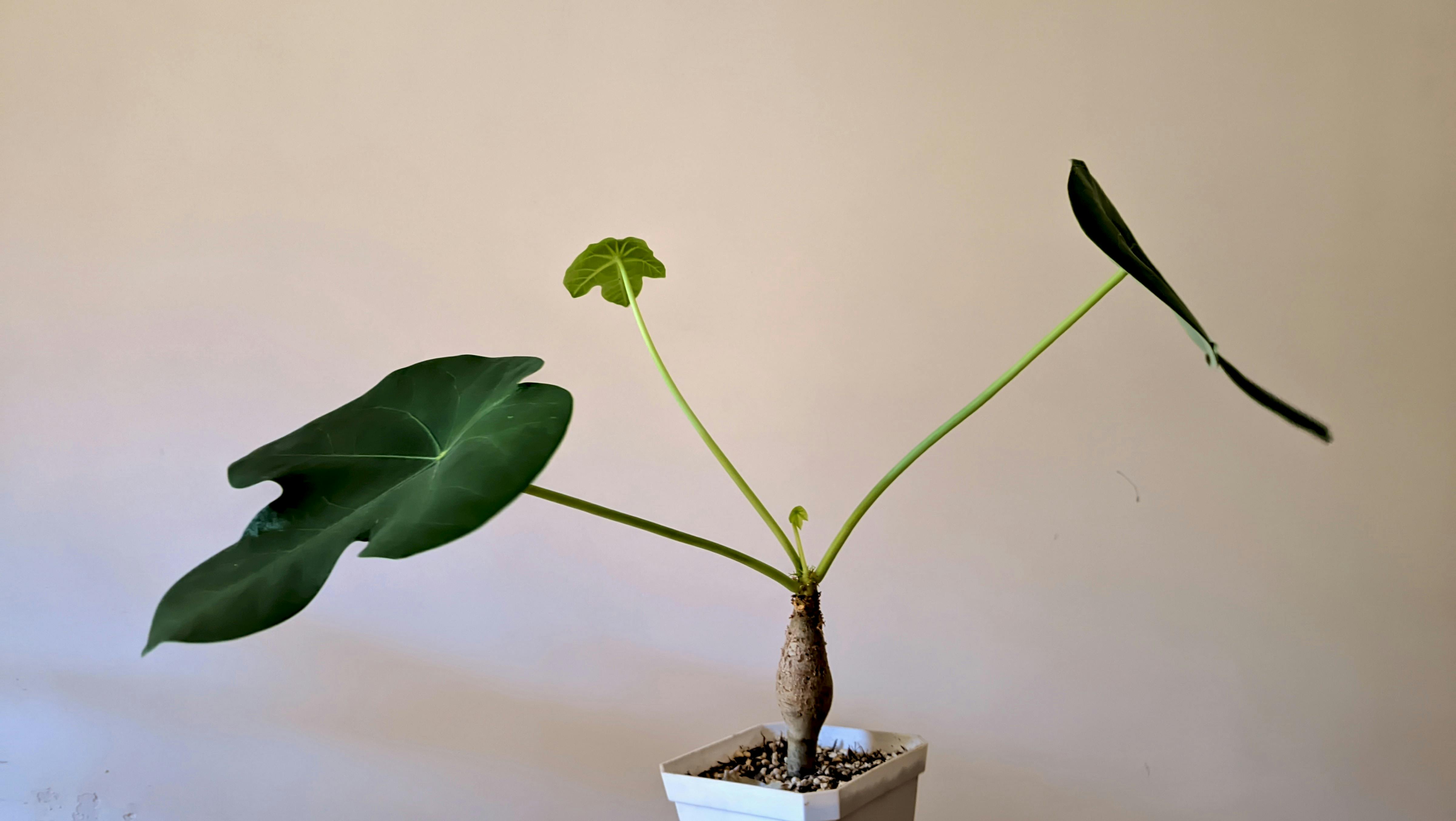 財經：IMF總裁下周訪華，將公布中國經濟年度磋商結果