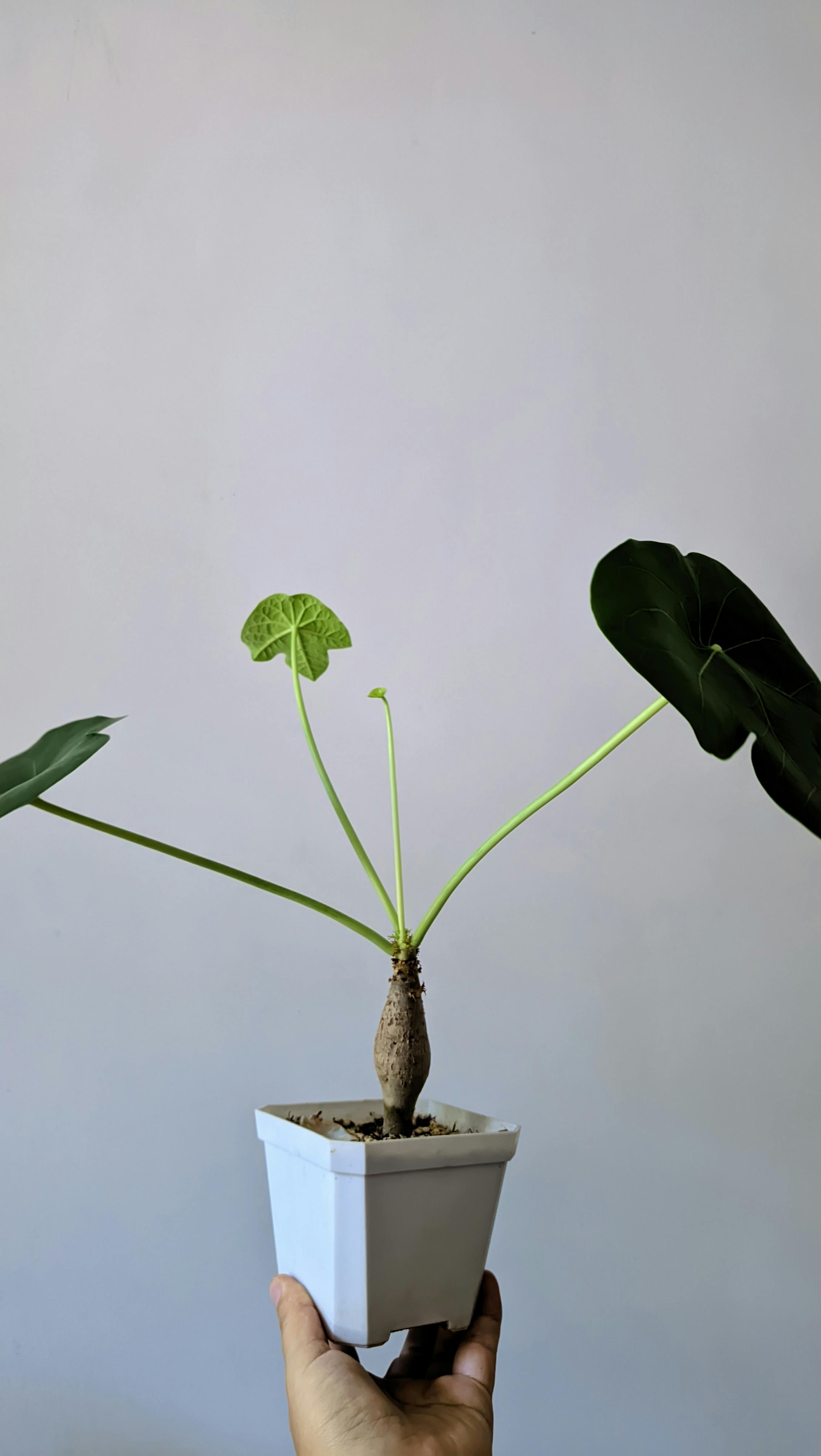 Beyond Pothos: Why You Need 'Dr. Seuss' Plants in Your Home