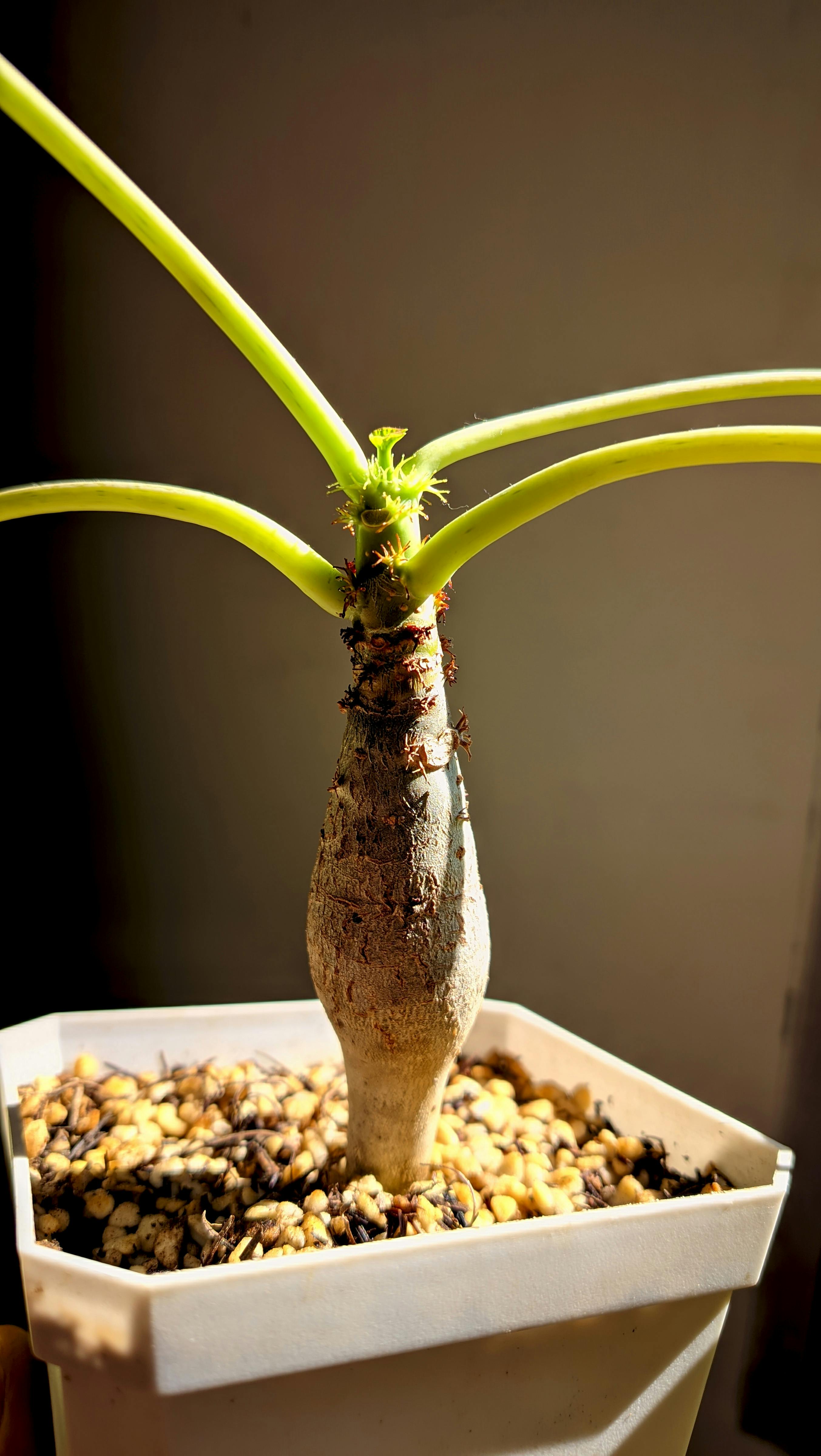 Reviving Leggy Houseplants: Pruning, Repotting, and Light Adjustment for Bushier Growth