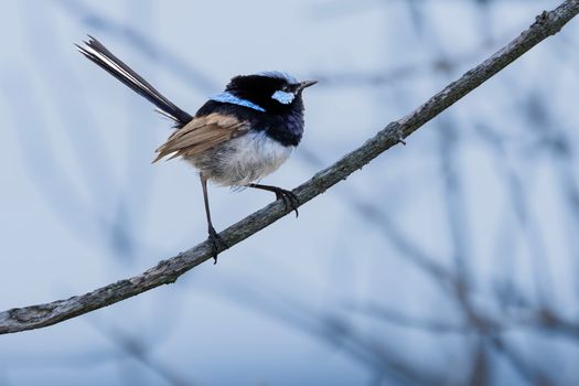 A Superb Fairy-wren perched on a branch at Culburra Beach, Australia.