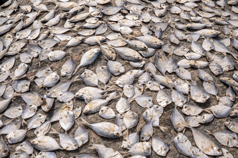 自宅の軒先で魚を干している様子