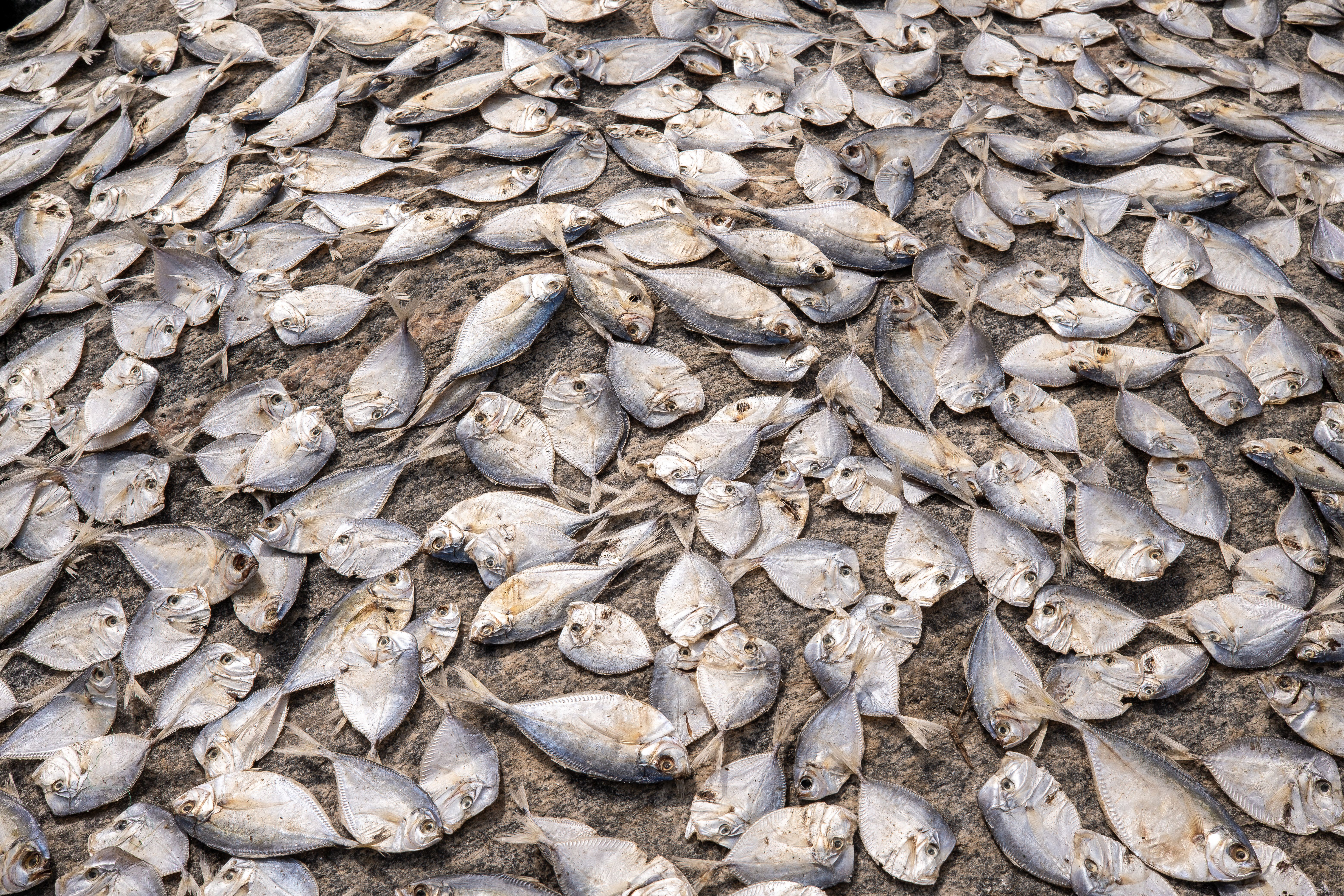 Sun-Drying Fish in Elmina, Ghana · Free Stock Photo