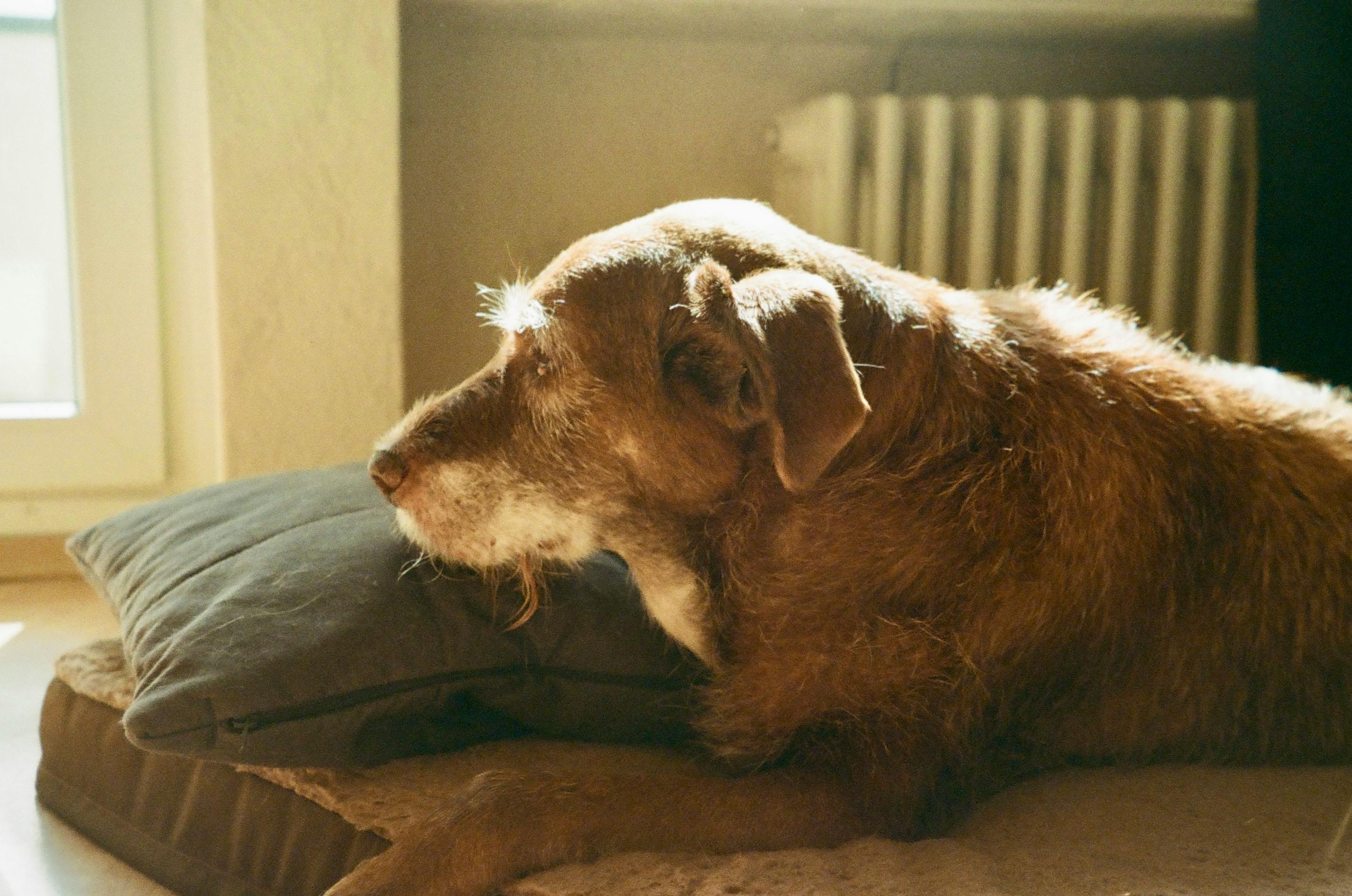 財經：中國移動推出消費級四足機器人，陪伴照顧老人與兒童