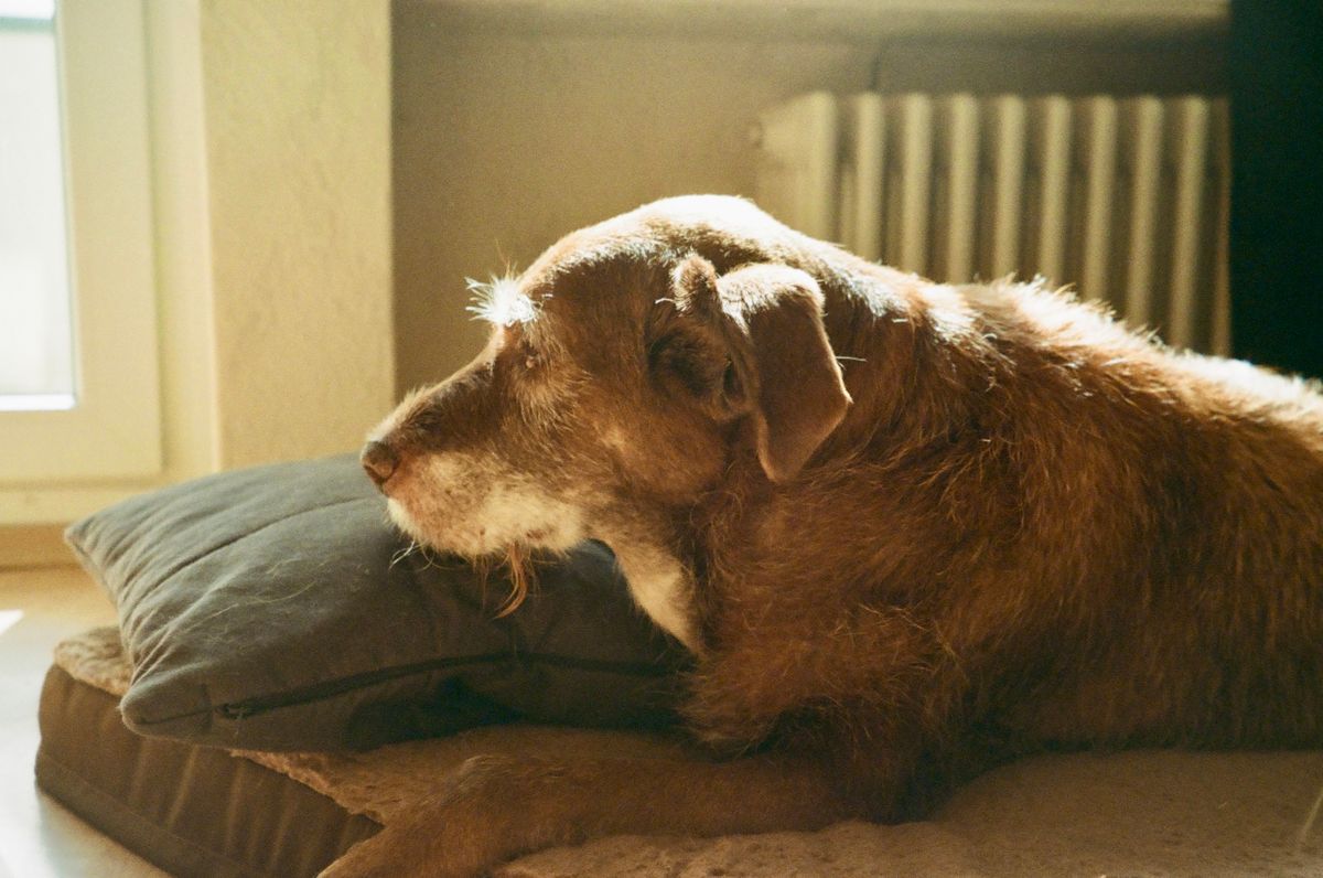 Senior brown wire-haired dog resting its head on a gray cushion in warm window light