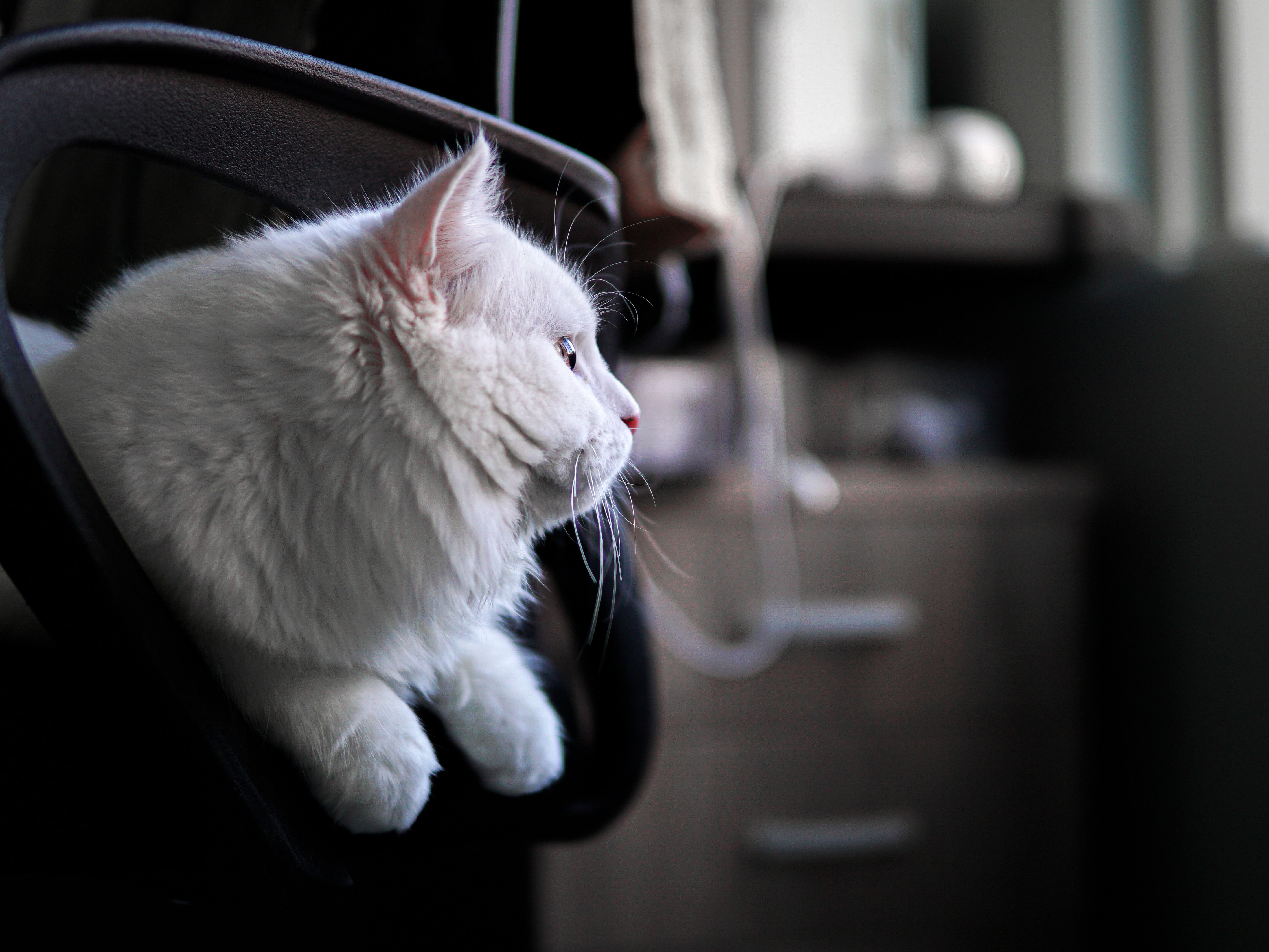 Man urges pet owners to keep cats indoors after Halloween tragedy