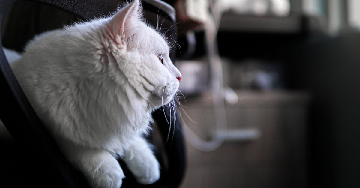 A fluffy white cat perched on a chair indoors, gazing intently.