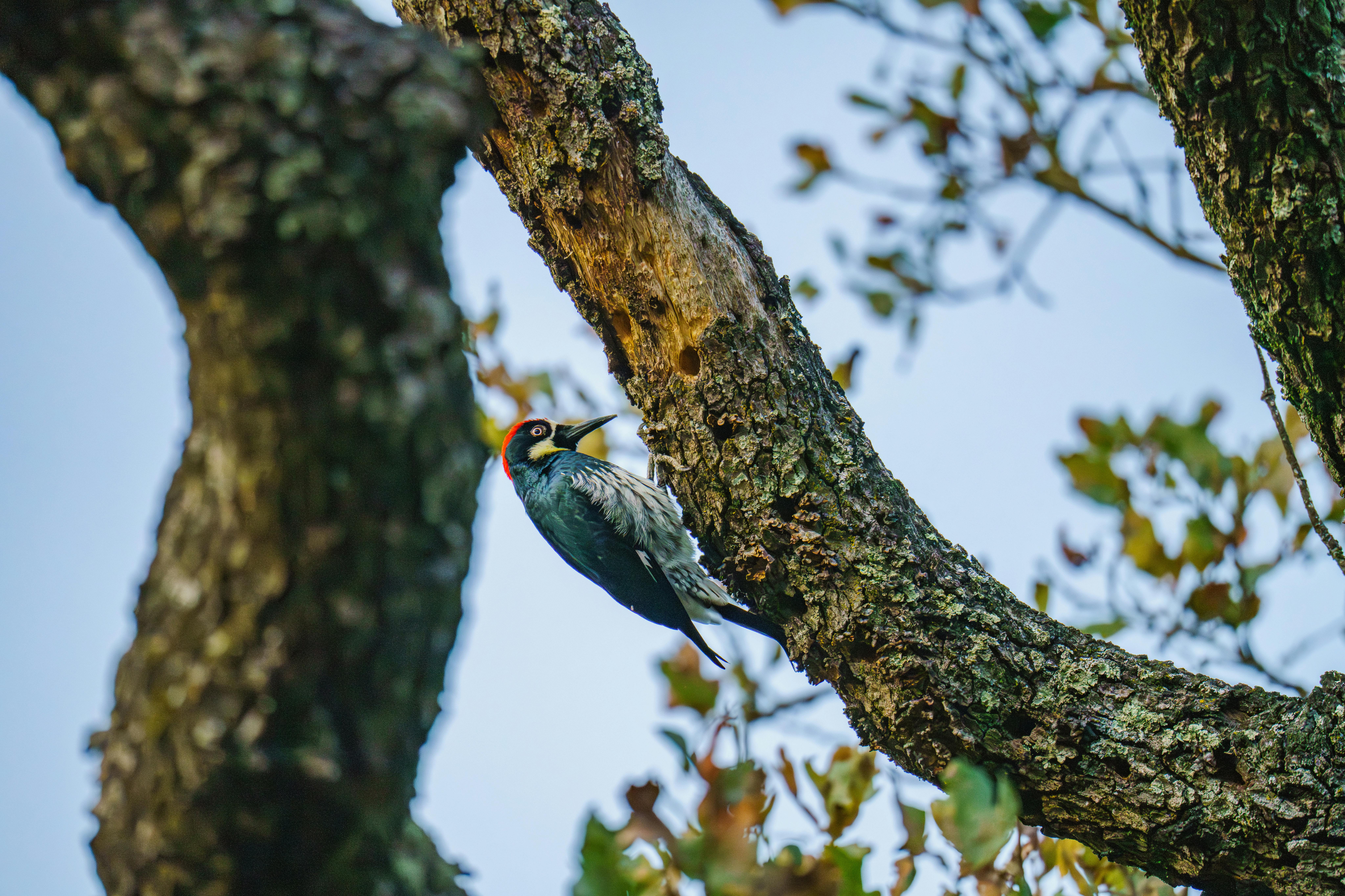 新思科技獲升評，華納兄弟遭降評，華爾街分析師最新投資動向解析