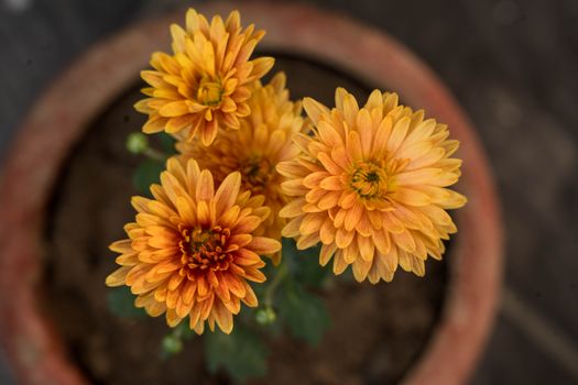 Vibrant orange chrysanthemums blooming in a terracotta pot, top-down view.