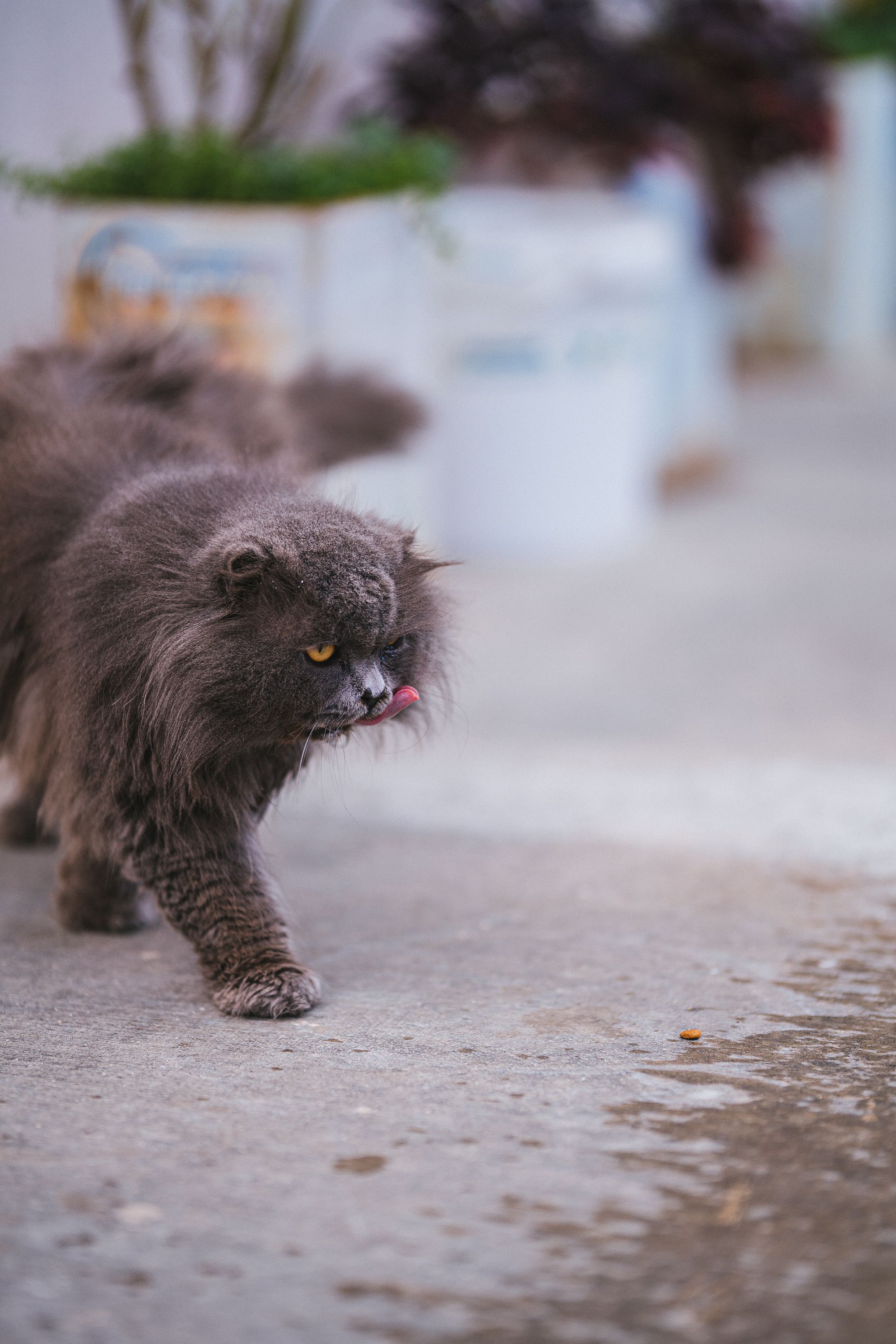 Long-haired Cat Strolling Outdoors with Plants · Free Stock Photo
