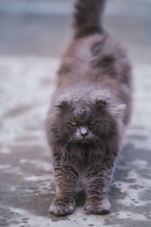 Free Majestic long-haired Scottish Fold cat with striking yellow eyes stretching outdoors. Stock Photo