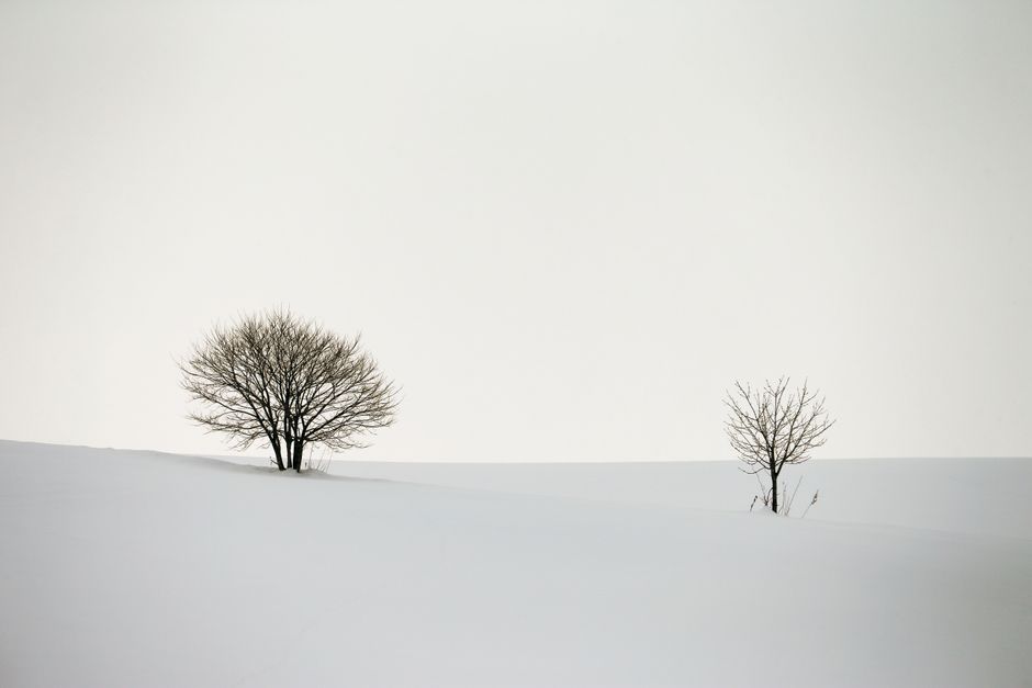 Serene winter landscape featuring two bare trees on a snowy hill under an overcast sky.