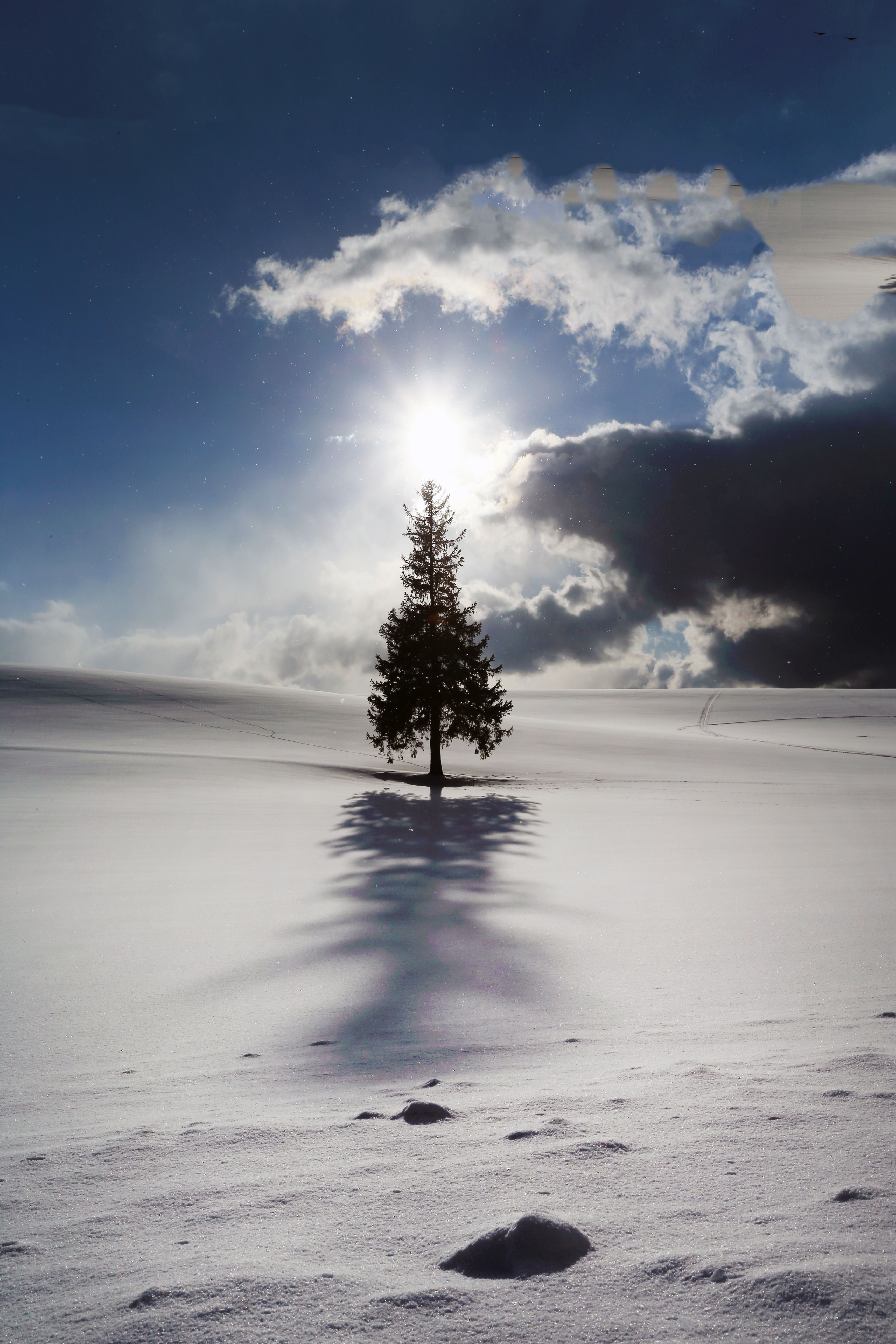 Solitary Tree in Snowy Winter Landscape · Free Stock Photo