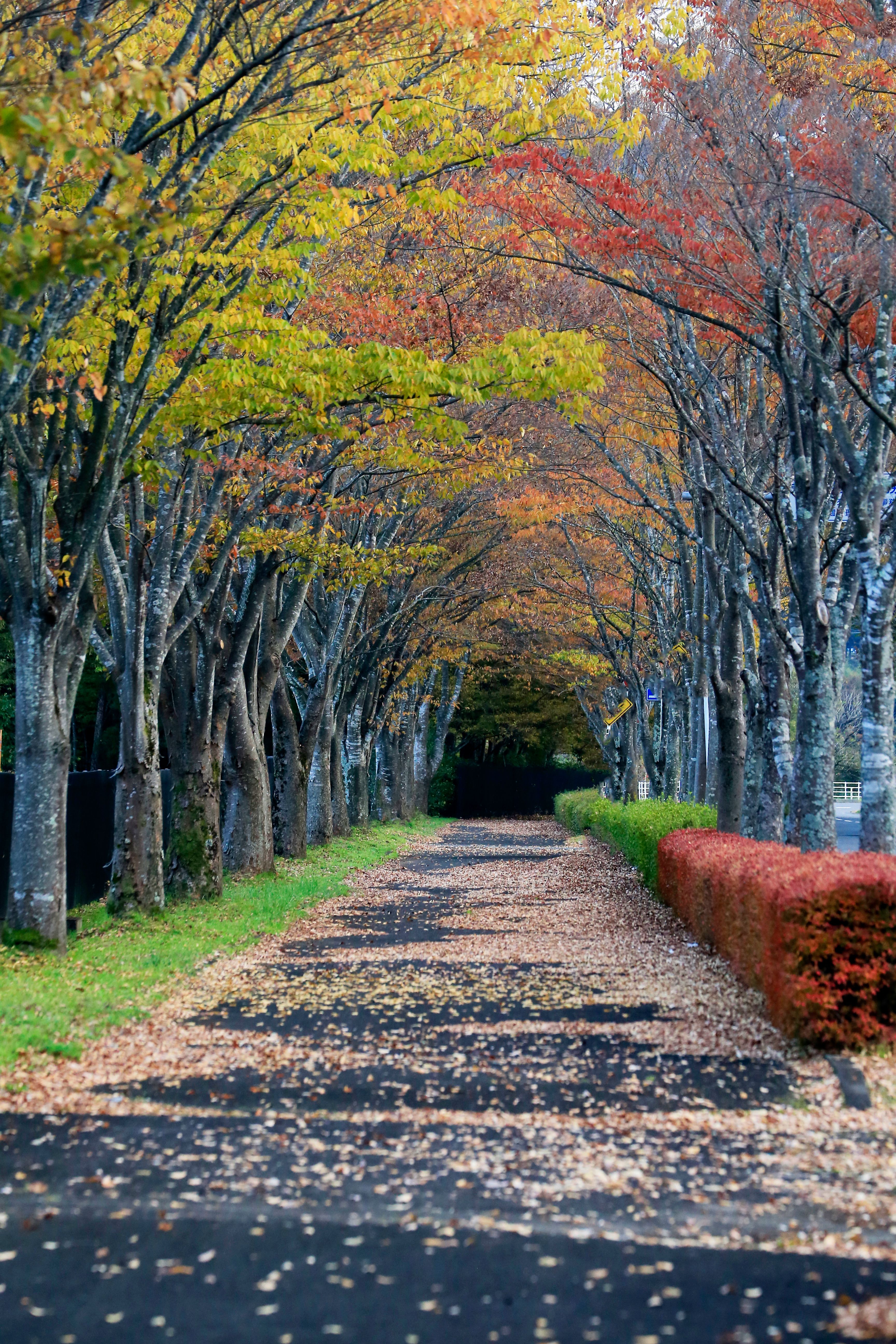 Scenic Autumn Pathway With Maple Trees · Free Stock Photo