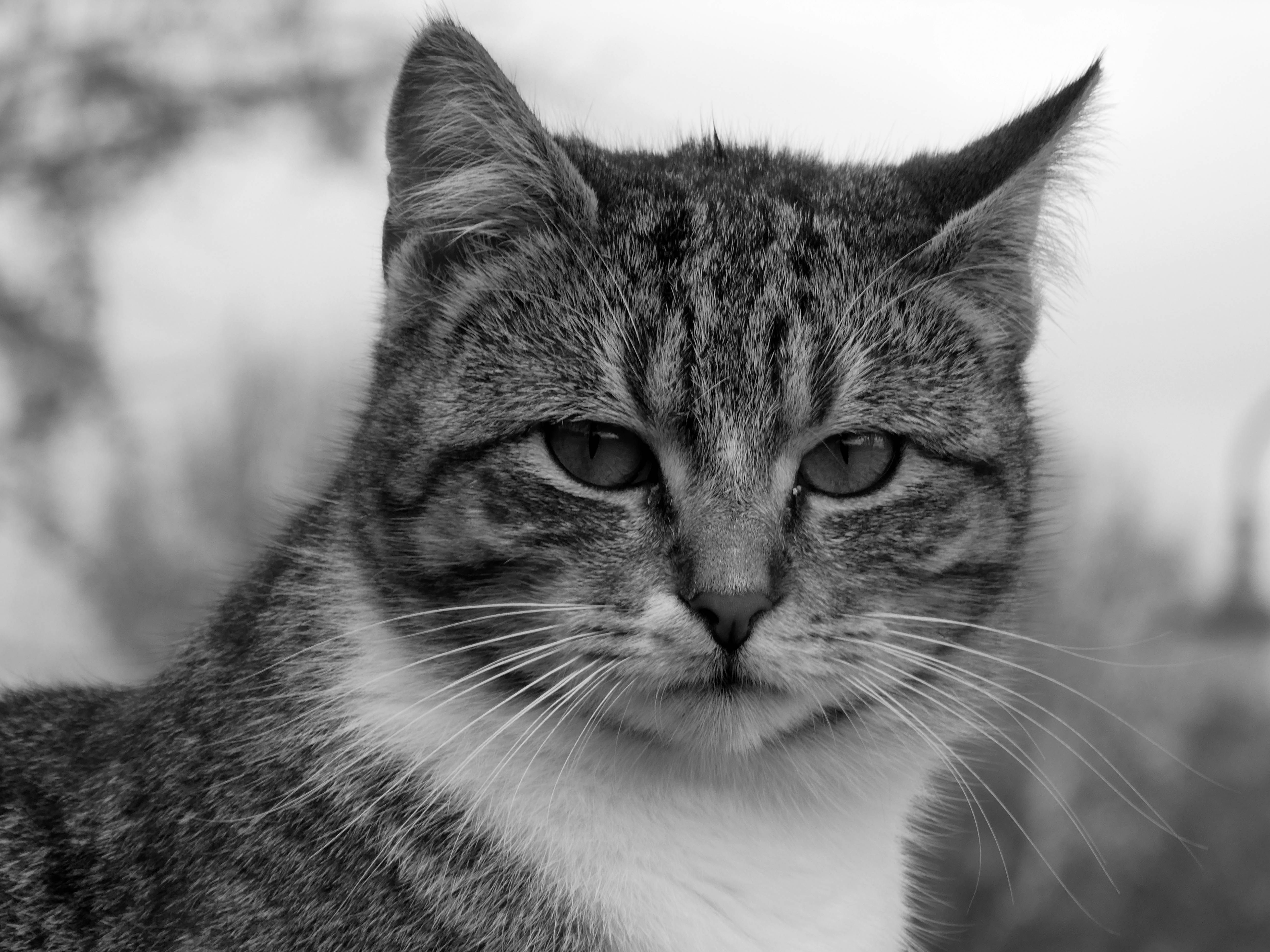 Close-Up Portrait of a Tabby Cat Outdoors · Free Stock Photo