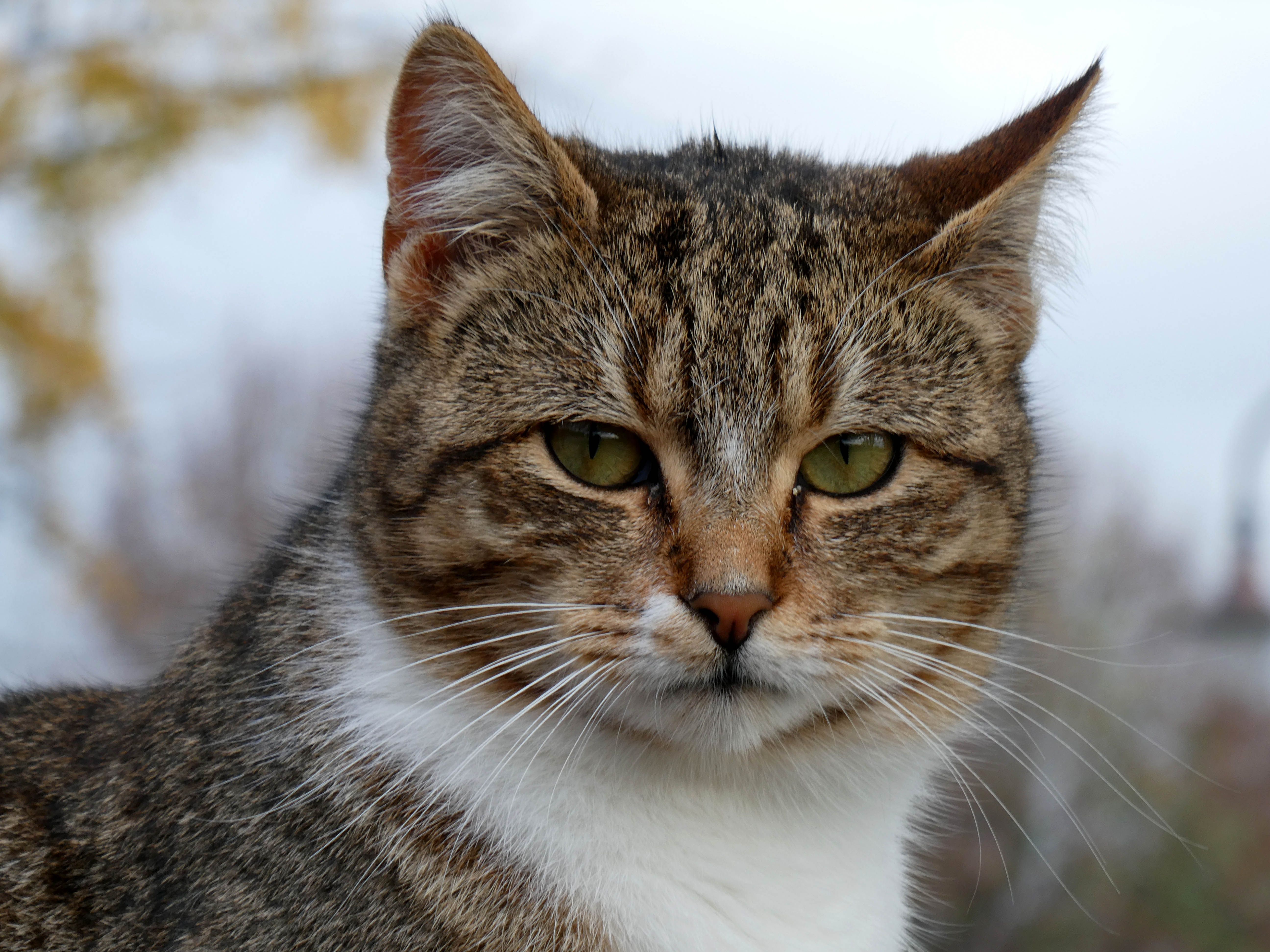 Close-up Portrait of a Domestic Tabby Cat · Free Stock Photo