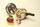 pressure cooker
