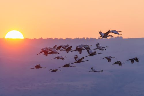 Free Graceful flock of birds flying during a vibrant sunset, casting stunning silhouettes in the sky. Stock Photo