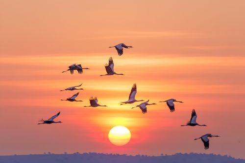 Free Flock of birds flying across a colorful sunrise sky in Israel, creating a serene landscape scene. Stock Photo