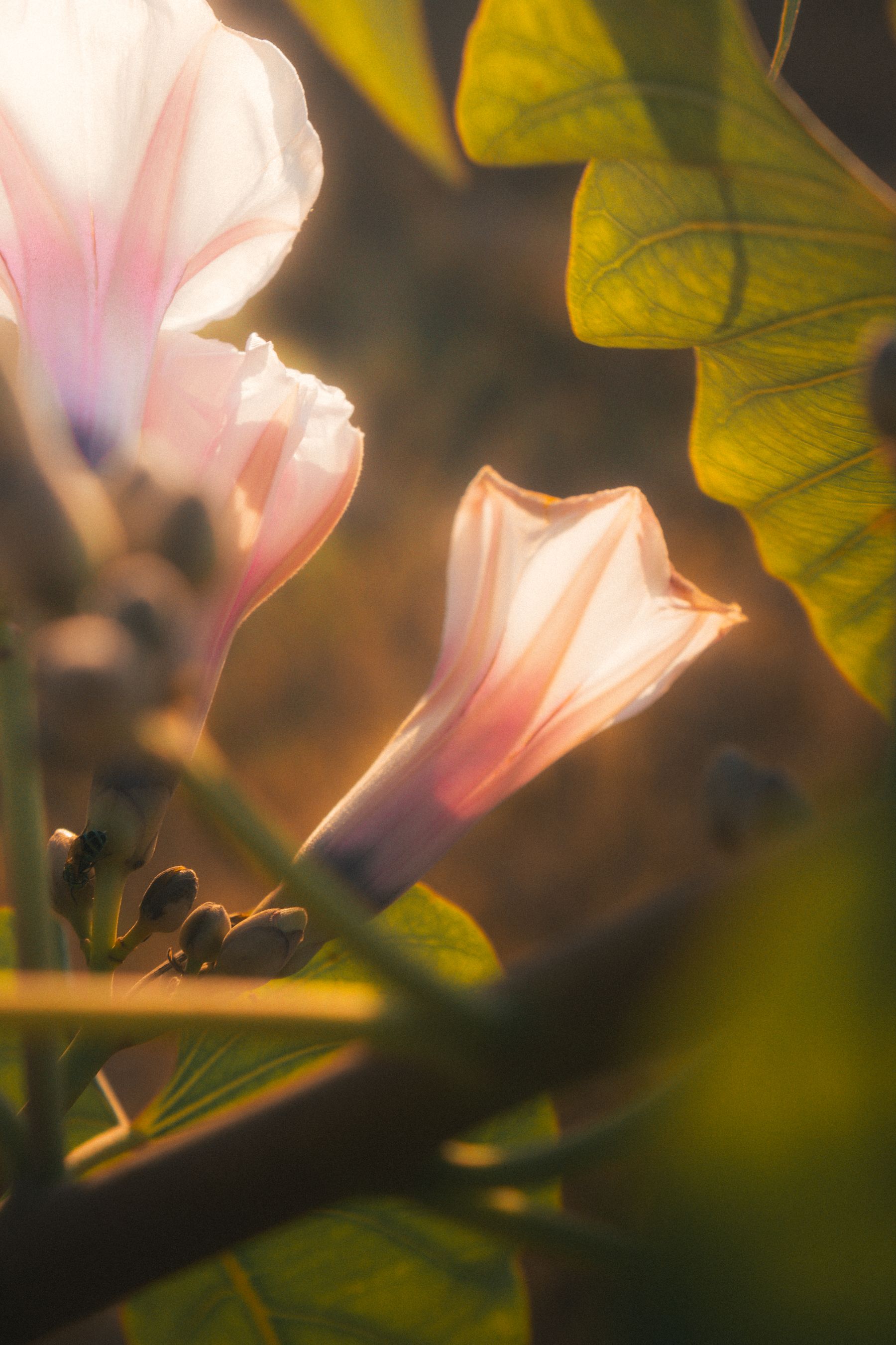 Close-up of morning glory flowers glowing in warm sunlight, highlighting delicate petals and natural beauty.