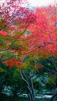 Stunning display of vibrant red maple leaves in a serene autumn forest setting.