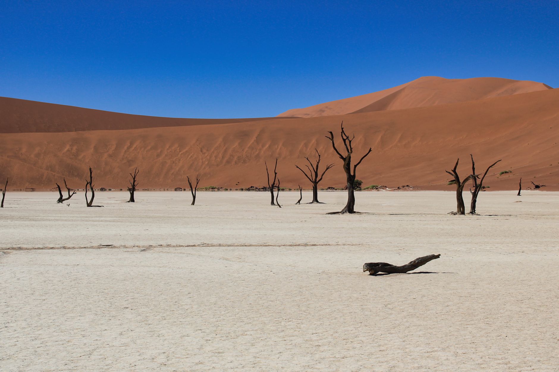 Stunning view of camel thorn trees in the iconic Deadvlei clay pan, Namibia.