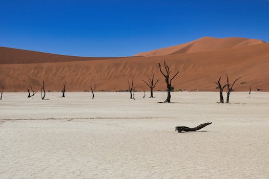 Stunning view of camel thorn trees in the iconic Deadvlei clay pan, Namibia.