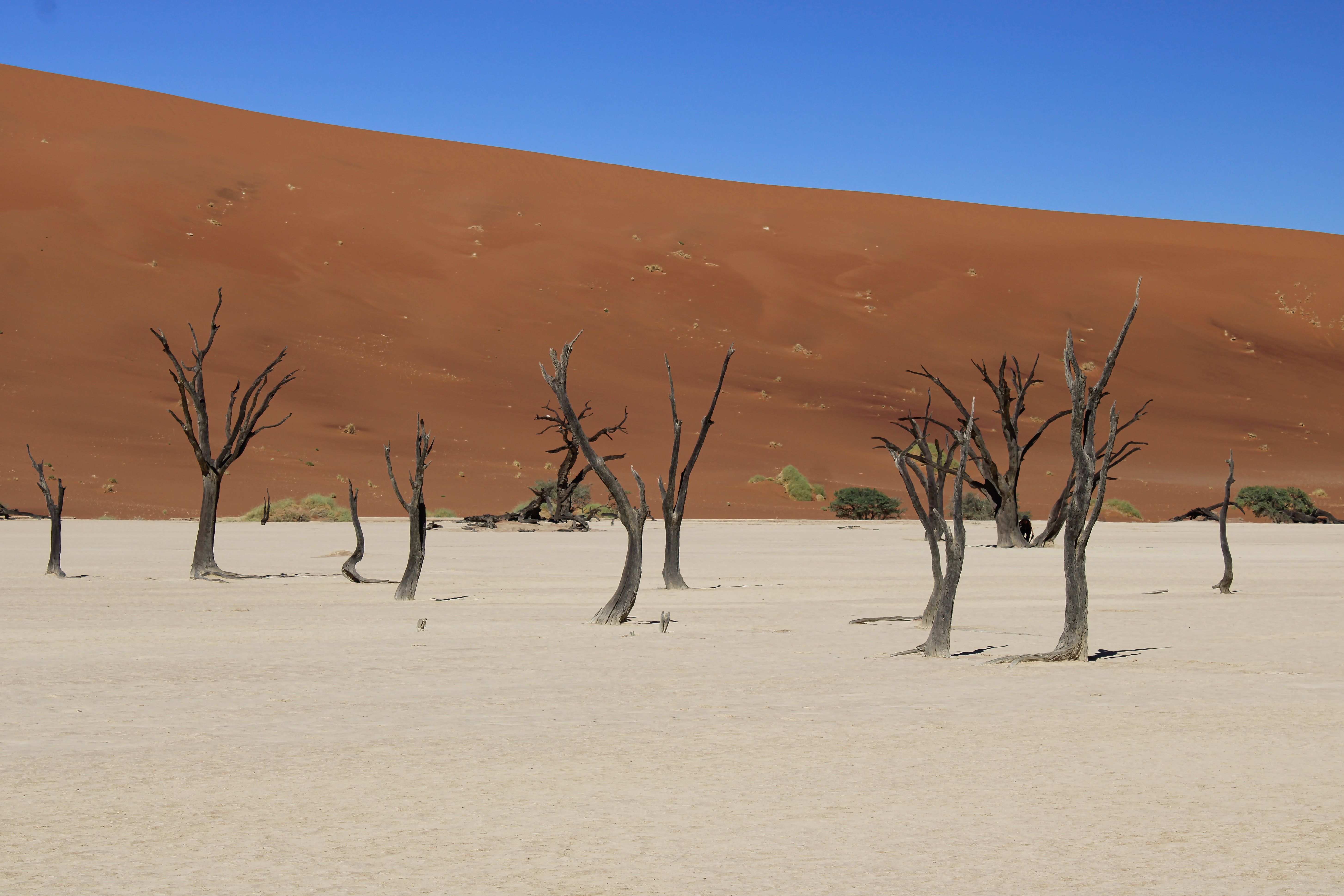 Namibia safari — Desert Wonders