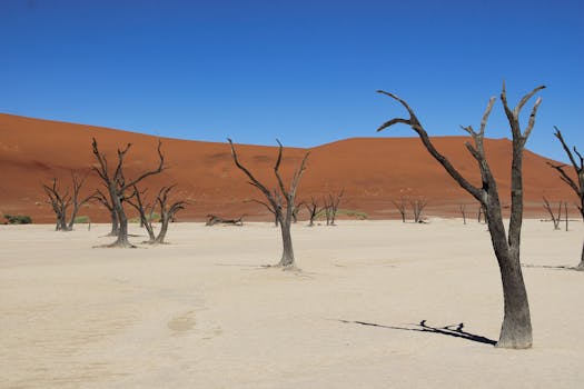 Discover the striking beauty of Deadvlei's dead trees against the red dunes of Sossusvlei, Namibia.