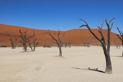 Free Discover the striking beauty of Deadvlei's dead trees against the red dunes of Sossusvlei, Namibia. Stock Photo
