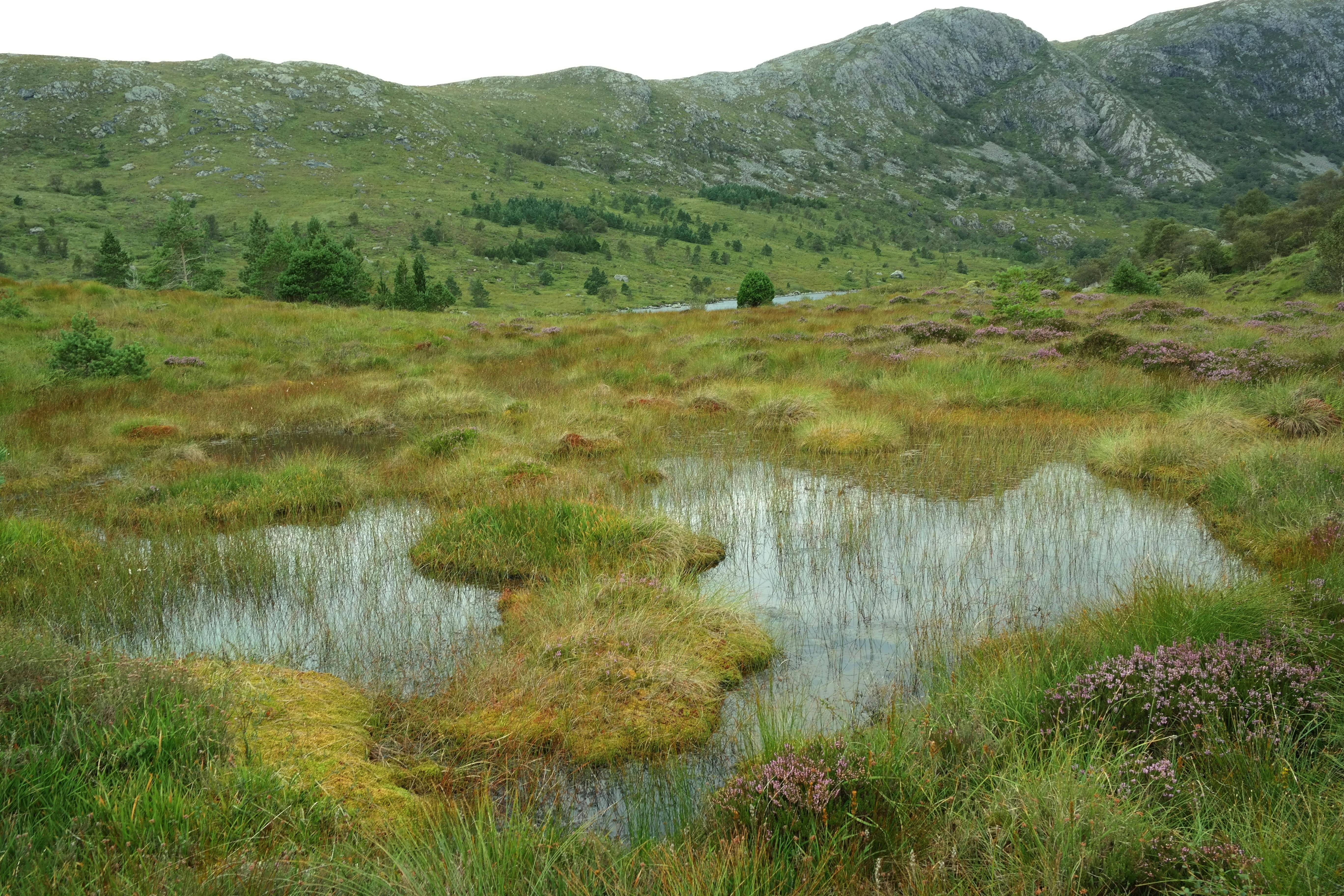 Explore the serene wetlands of Fitjar, Vestland, capturing untouched natural beauty.
