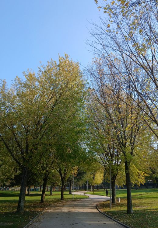 Scenic Park Pathway with Autumn Foliage · Free Stock Photo