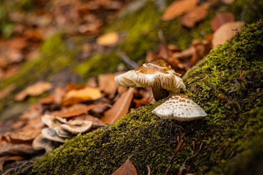 Macro shot of mushrooms on a mossy forest floor in Bursa, Türkiye. Autumn leaves create a vivid backdrop.