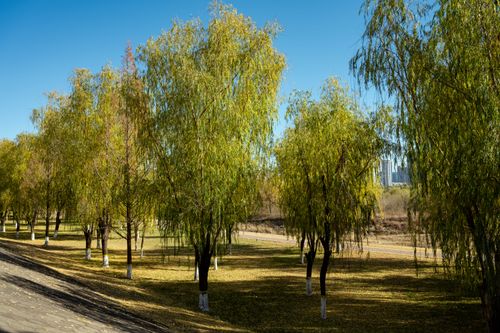 Free Tranquil park scene with willow trees in Luoyang, China, under clear blue skies. Stock Photo