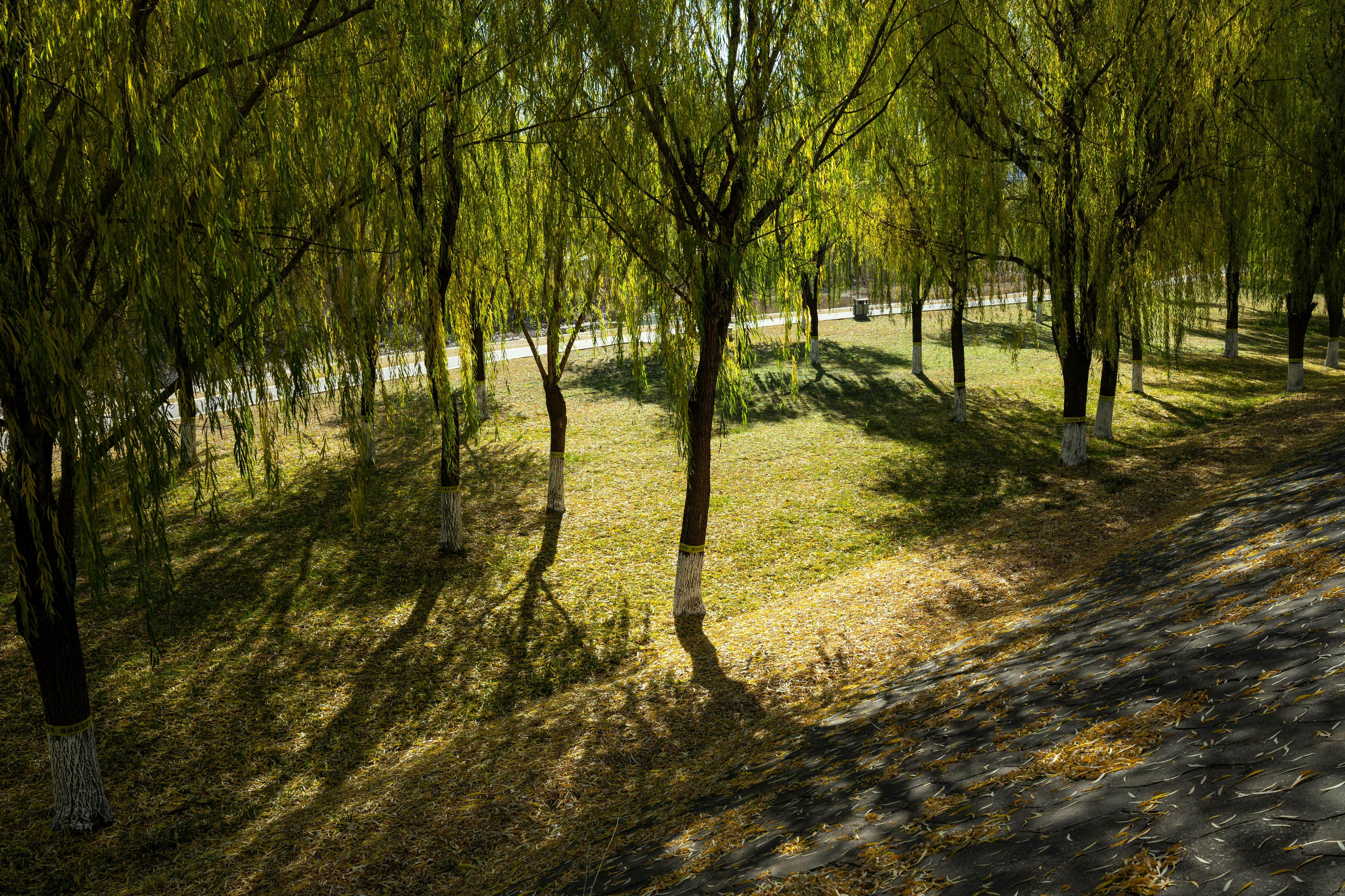 Tree-lined path inside Dosan Park in Apgujeong with low afternoon light
