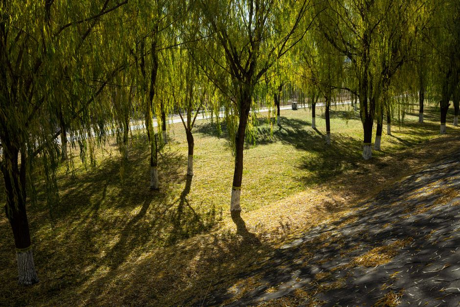Tree-lined path inside Dosan Park in Apgujeong with low afternoon light