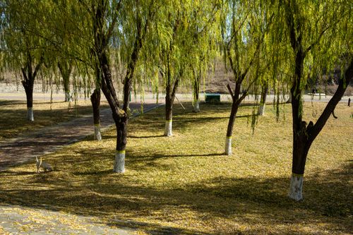 Free Serene scene of willow trees and fallen leaves in a park in Luoyang, China. Stock Photo