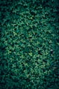 Lush Green Clover Field Background Texture