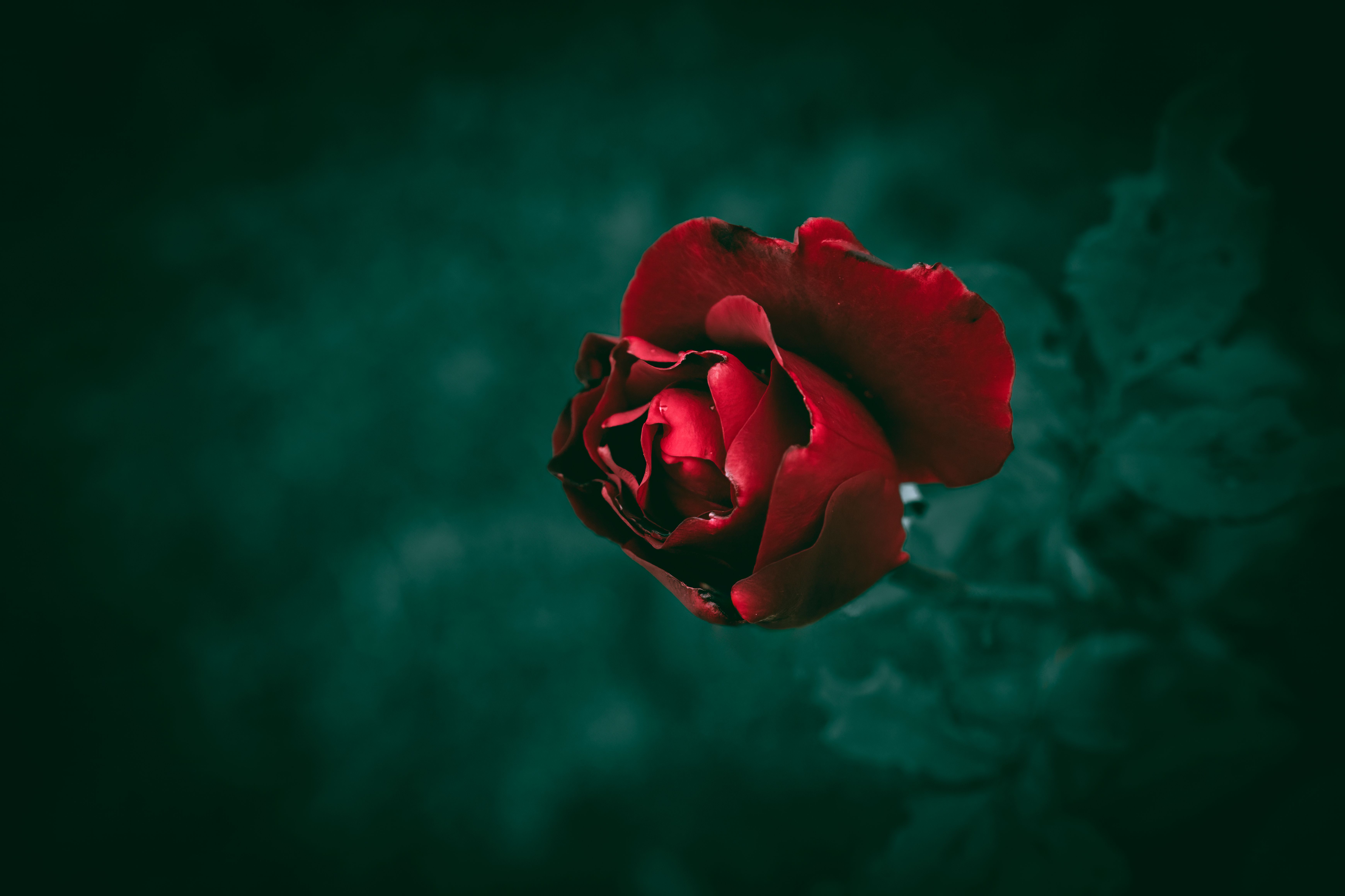 Close-Up of Red Rose with Dark Green Background · Free Stock Photo