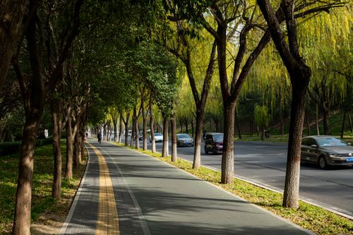 Free Scenic tree-lined pathway with adjacent road in Luoyang, perfect for a stroll. Stock Photo