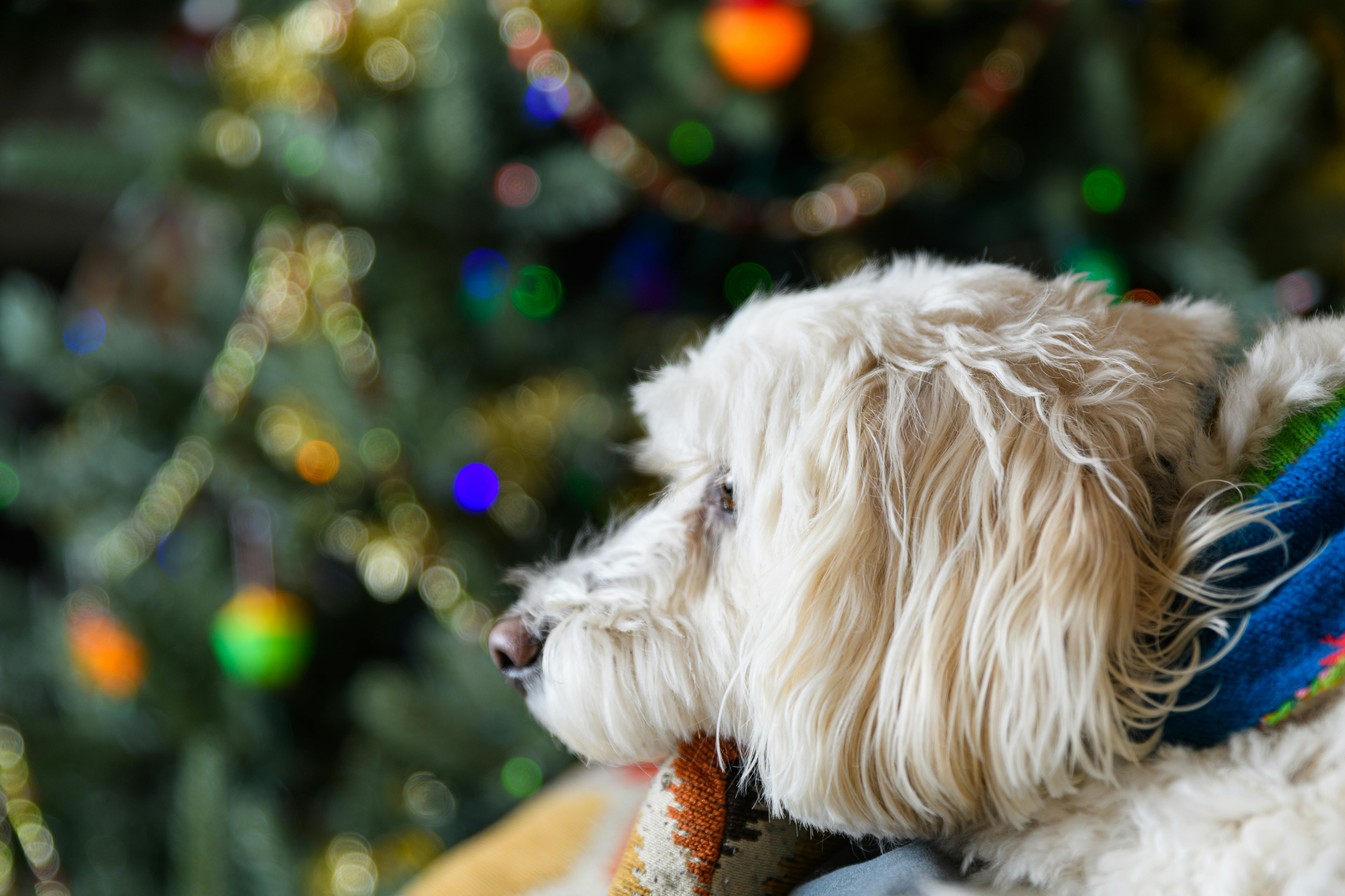 5 Pet Safety Tips for the Holidays — Photo by Jay Brand on Pexels