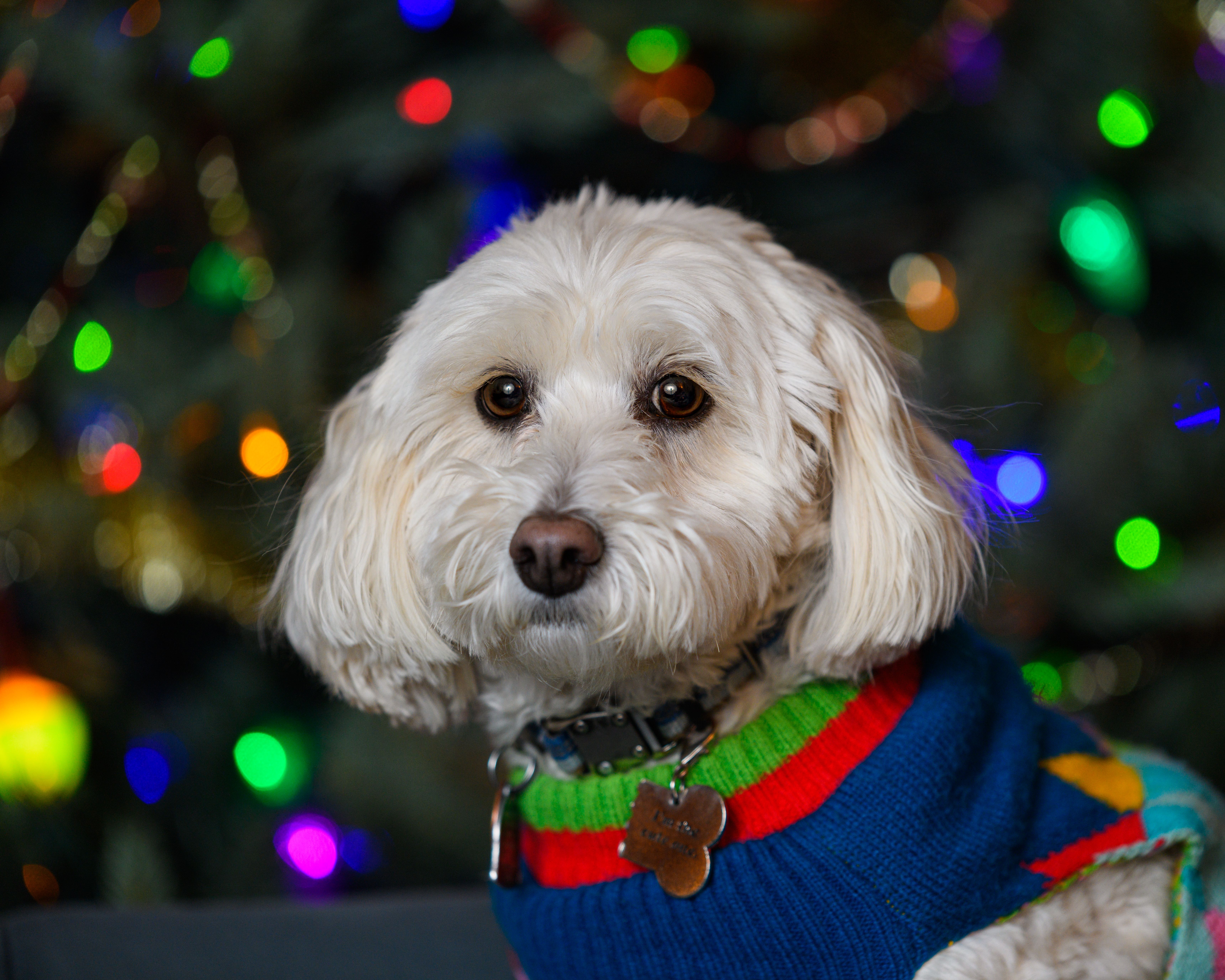 Oakland County Unveils Top Dog Names and New Licensing Program to Boost Pet Safety — Photo by Jay Brand on Pexels