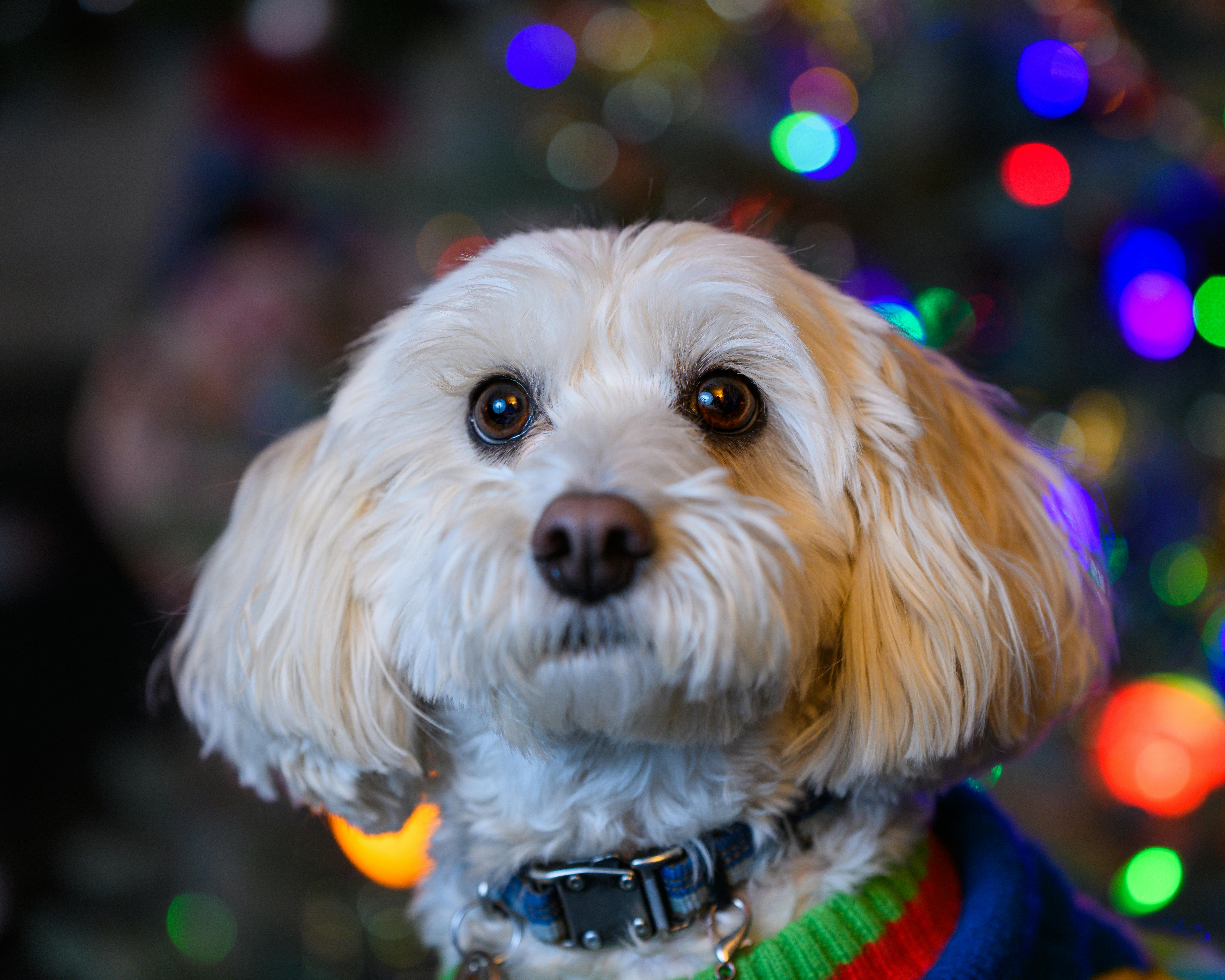 pet technology contact — Photo by Jay Brand on Pexels